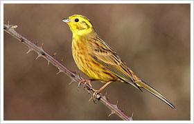 Yellowhammer (Rich Andrews) Yellowhammer (Rich Andrews)