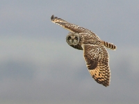 Short-eared Owl (Allan Chard)