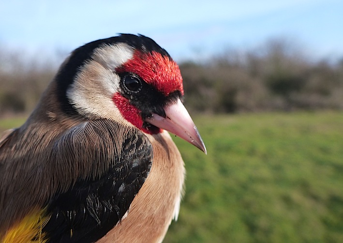 Goldfinch by Ed Drewitt