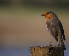 Robin by Ed Drewitt