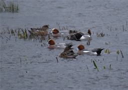 Wigeon