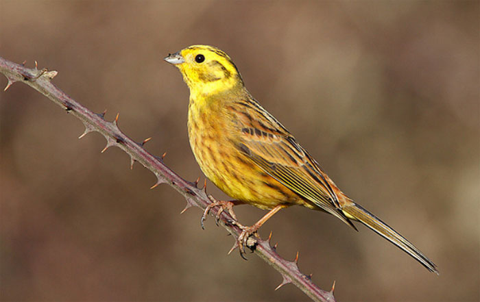 Yellowhammer (Rich Andrews)