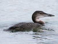 Great Northern Diver - Clevedon, Dec 2006 (Gary Thoburn)