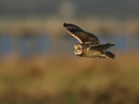 Short-eared Owl - Aust Warth, Dec 2008 (Gary Thoburn)