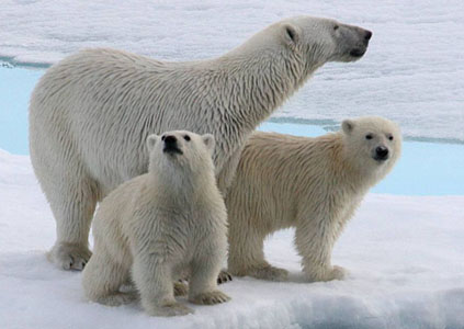 Polar Bear and 2cubs