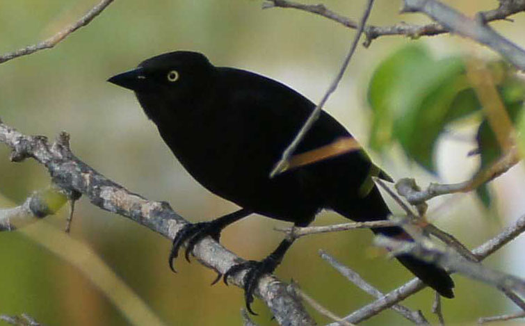 01a-Carib-grackle