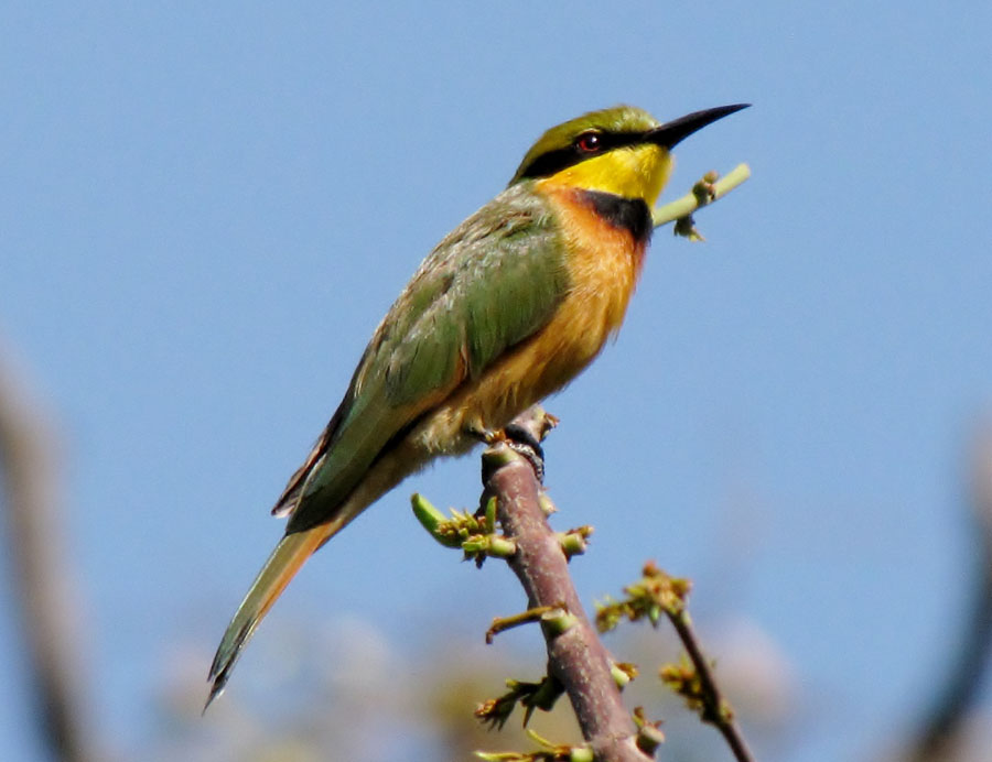 02-05-little-bee-eater