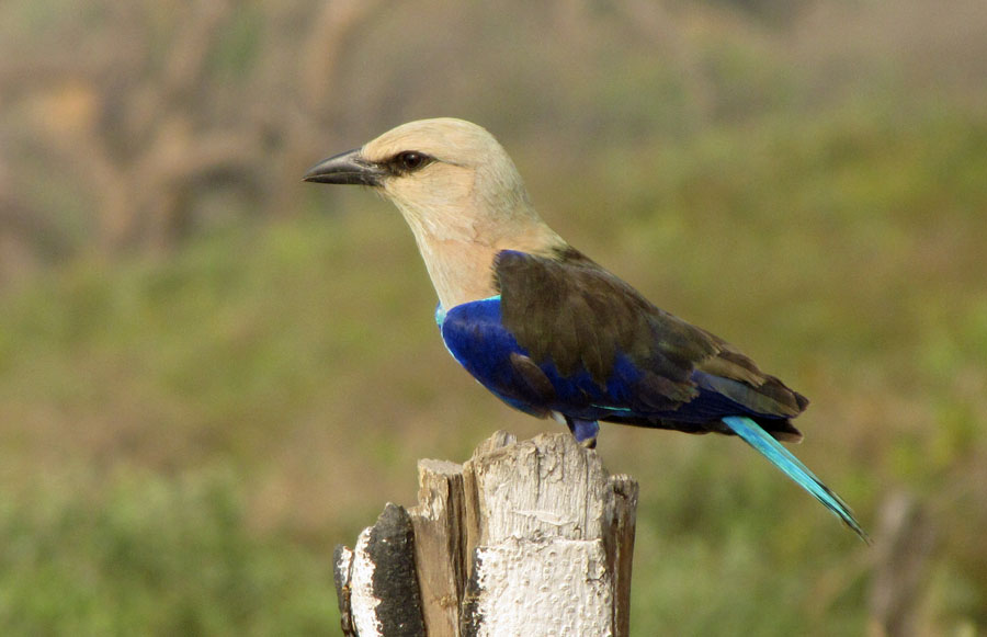 02-10-blue-bellied-roller