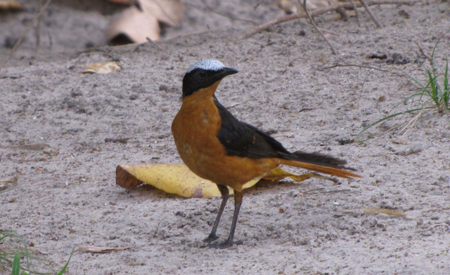 02-11-White-crowned-robin-chat