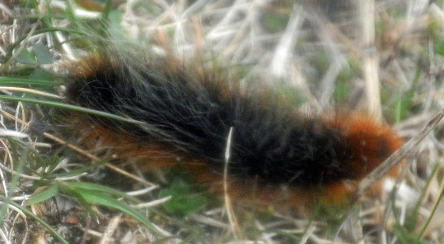 04-04-Caterpillar