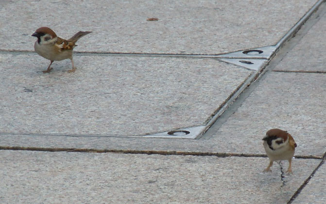 Tree Sparrows, a common sight in Hong Kong