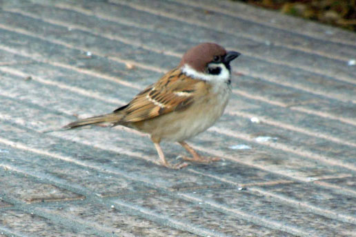 05-04-Sparrow