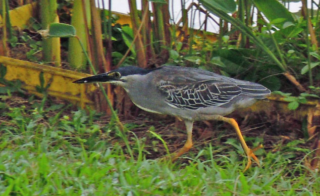 Small wader, not sure what it is.