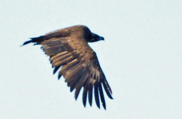 06-13-Black-Vulture