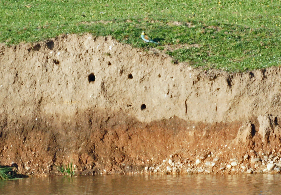 06-23-Bee-eater-colonial-nests