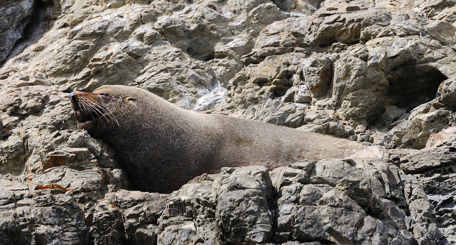 07-03-NZ-fur-seal