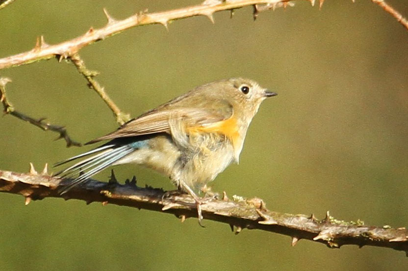 Red Flanked Bluetail 087