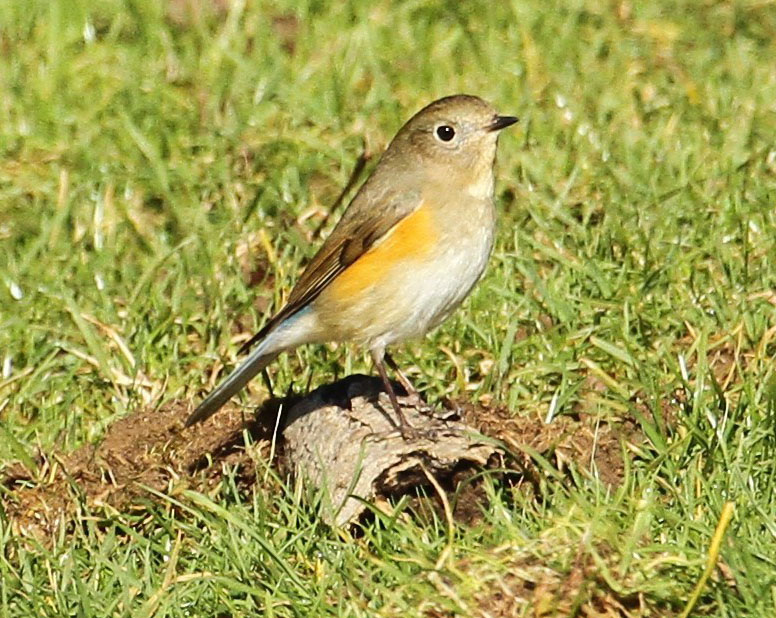 Red Flanked Bluetail 126