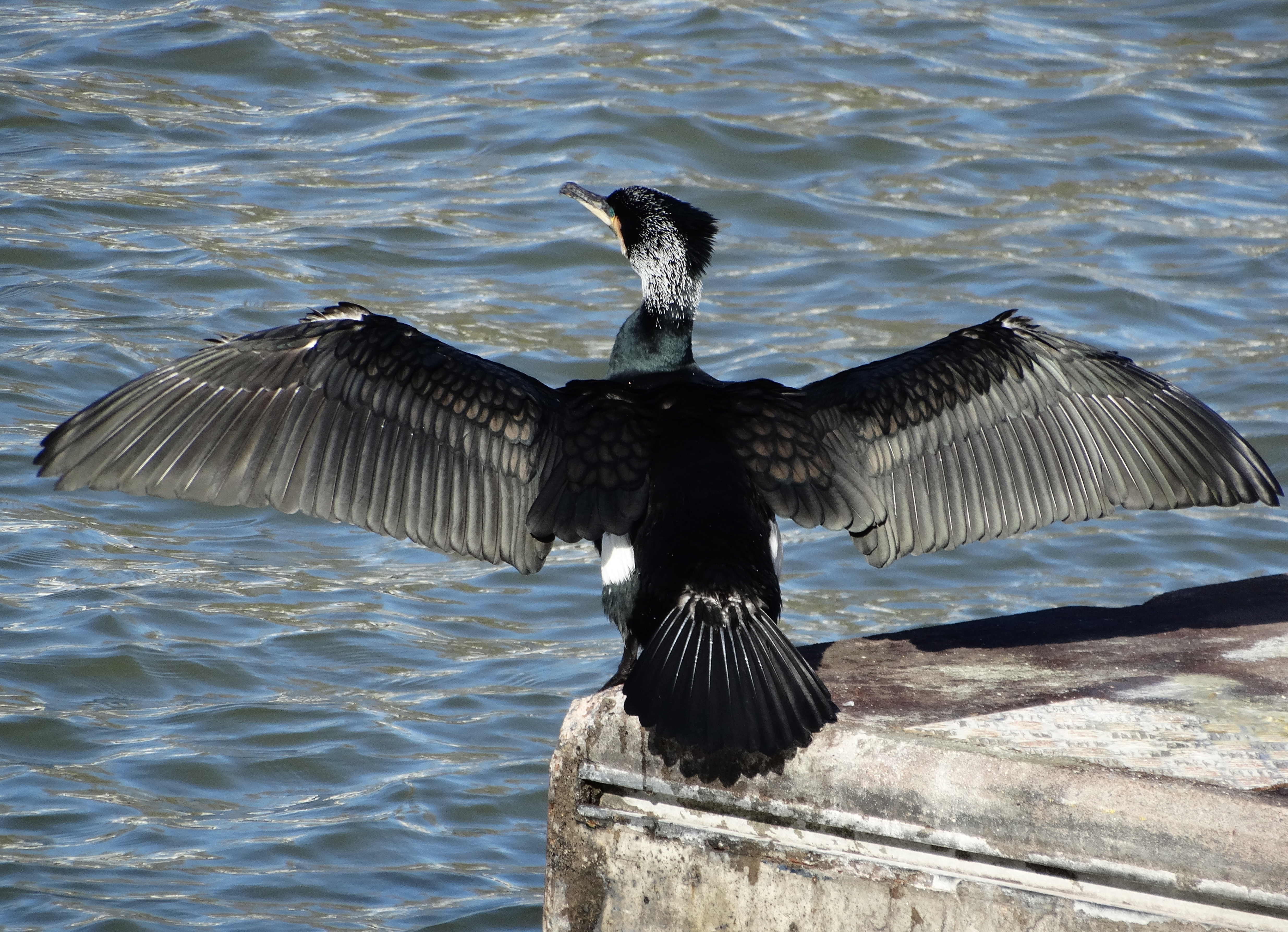 R and G Stanton Cormorant (note the white breeding plumage)