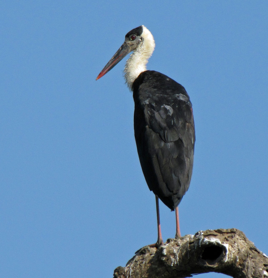 Woolly-necked  Stork