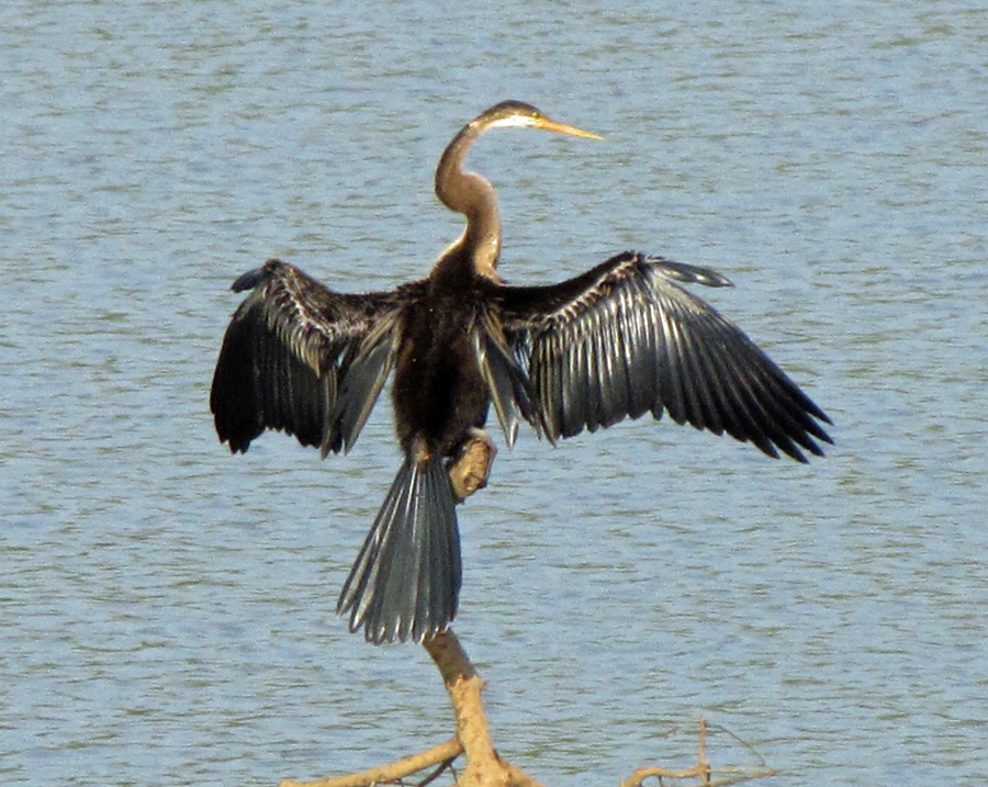 Oriental Darter