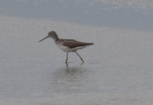 Distant Greenshank, Goldcliff. © Jim Perry 