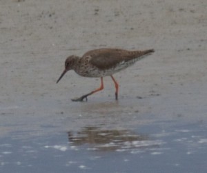 Redshank, Goldcliff. ©Jim Perry