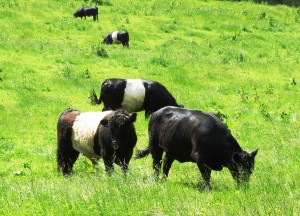 Boc Tue 10 June 2014 Woodchester Glen Ruth Stanton Belted Galoway cattle