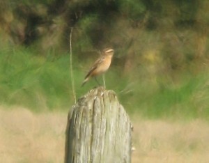 One of 5 Whinchat