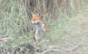 One of Two foxes in the vicinity