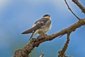 Chilean Swallow (juvenile)