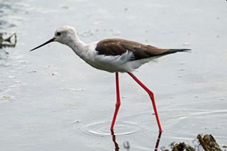 BW Stilt Malloca 2022