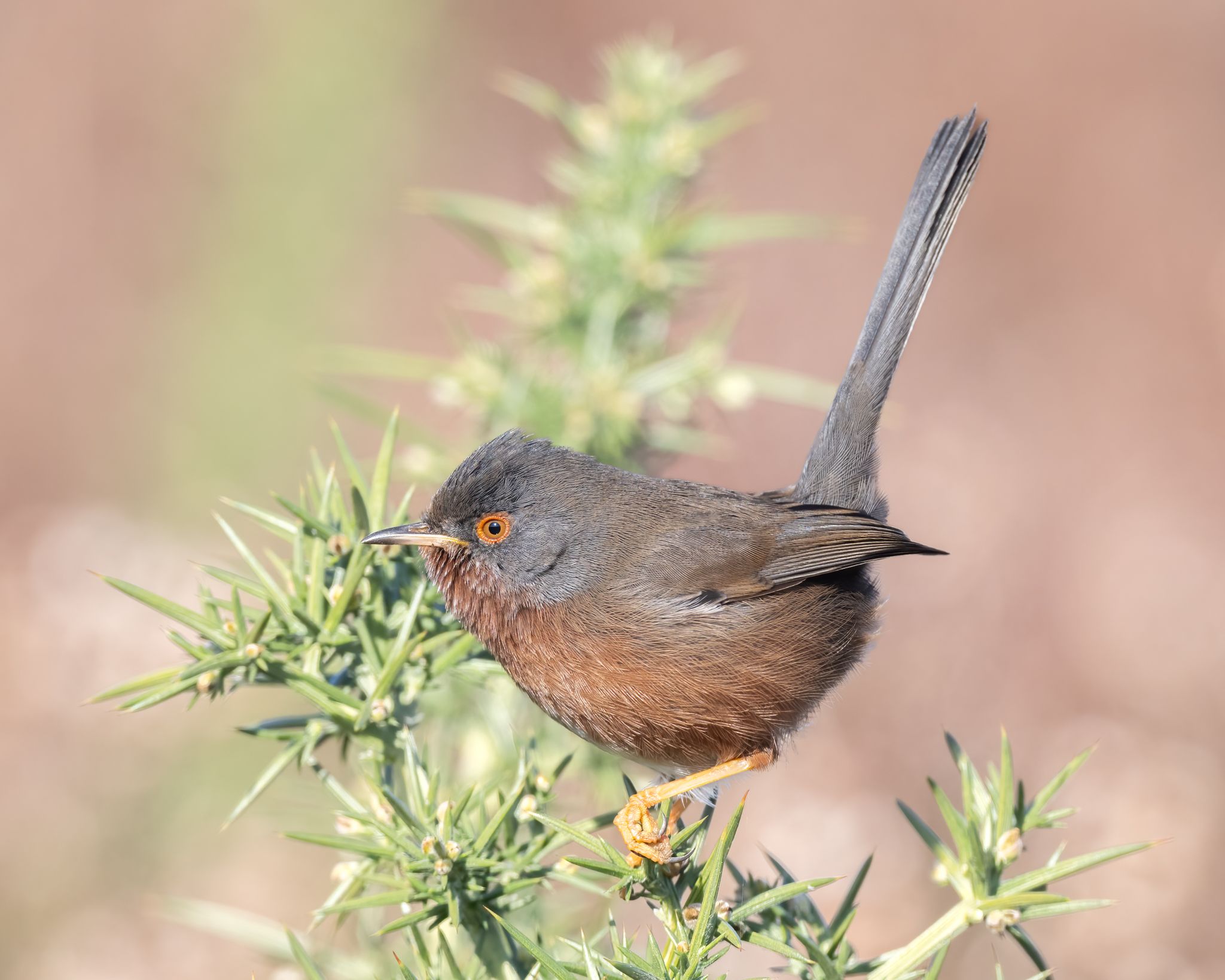 08 02 2023 darford warbler trooopers hill (steve richardson)