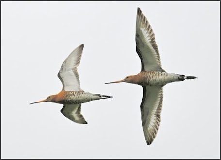 06 07 25 black tailed godwit, cvl (bri thompson)