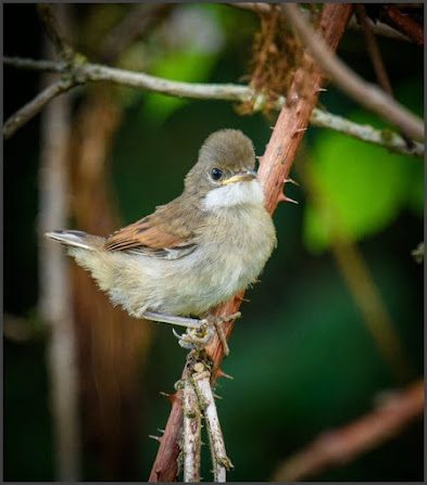 06 07 25 whitethroat, wickwar (paul sadley)