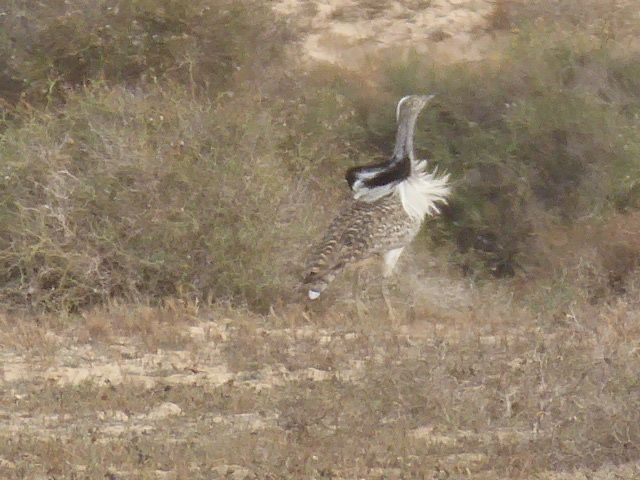 21-03-2019-Houbara-Bustard-Lanzarote-sent-by-Jan-Cumming-but-not-attributed-to-anyone