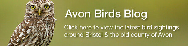 avon_birds_banner