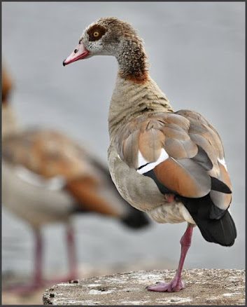 06 07 25 egyptian goose, cvl (bri thompson)