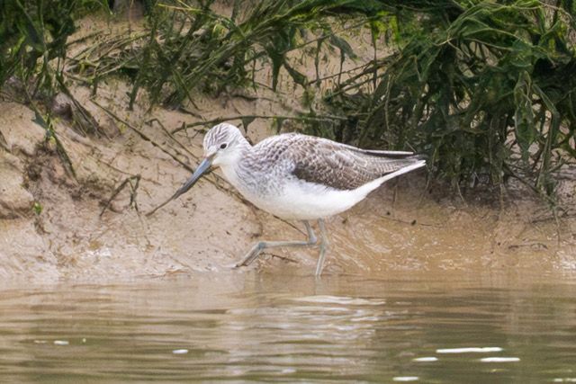 20 Greenshank Faversham STW