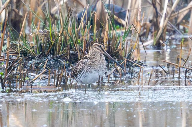 5 Snipe Bough Beech Resevoir 27226 (2)