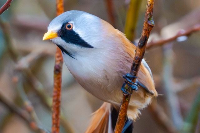 BeardedTit