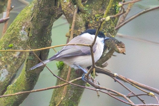 MarshTit (1)